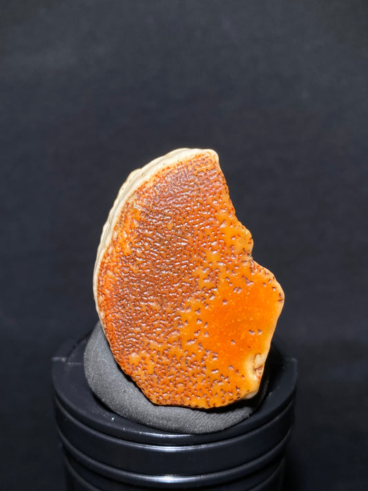 (1007)Alxa Desert Gobi Agate, rough nature varnish stone, Natural red Color Raw Stone from Inner Mongolia.