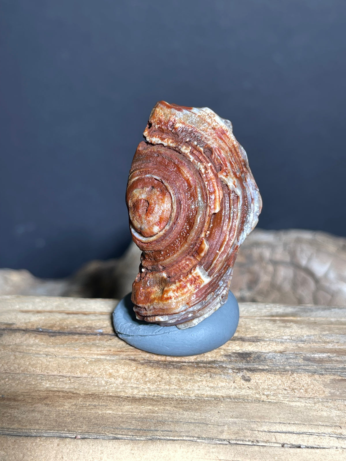 (1025)Natural Alxa Gobi Eye Agate - Raised Concentric Eye with Layered Bands