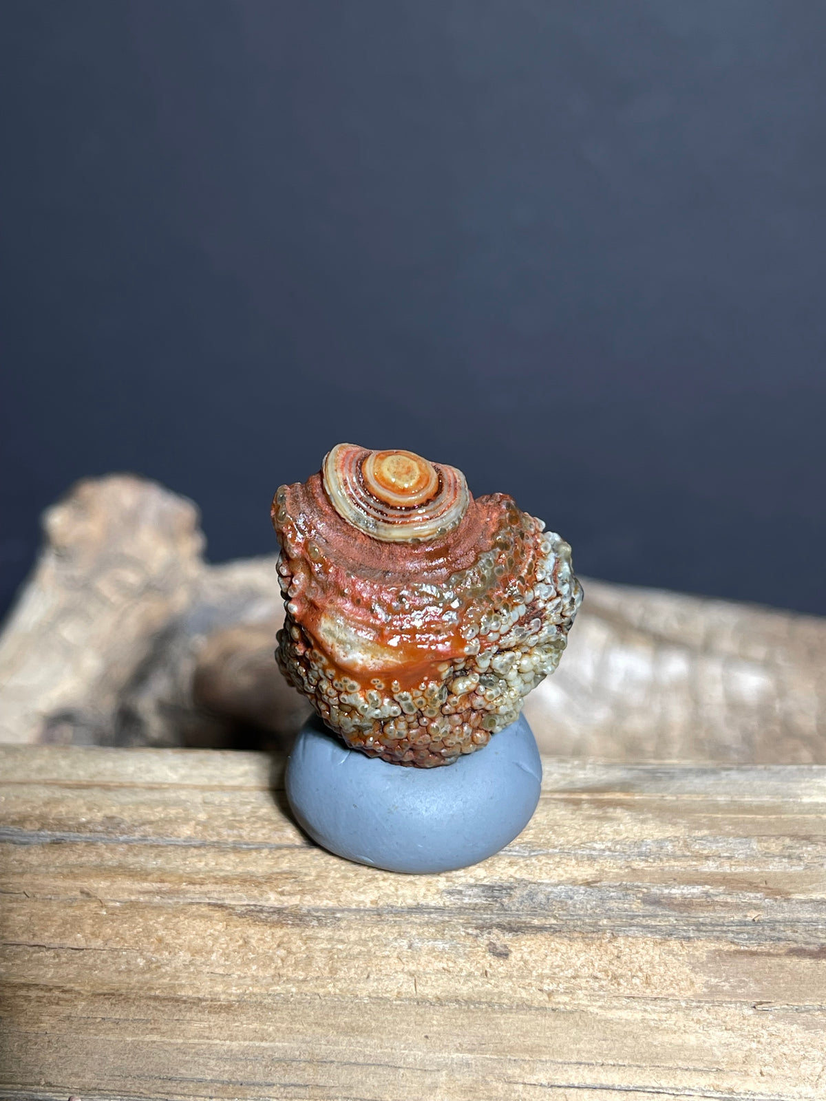 (1090)Natural Alxa Gobi Eye Agate - Red Orbicular Eye with Botryoidal Texture