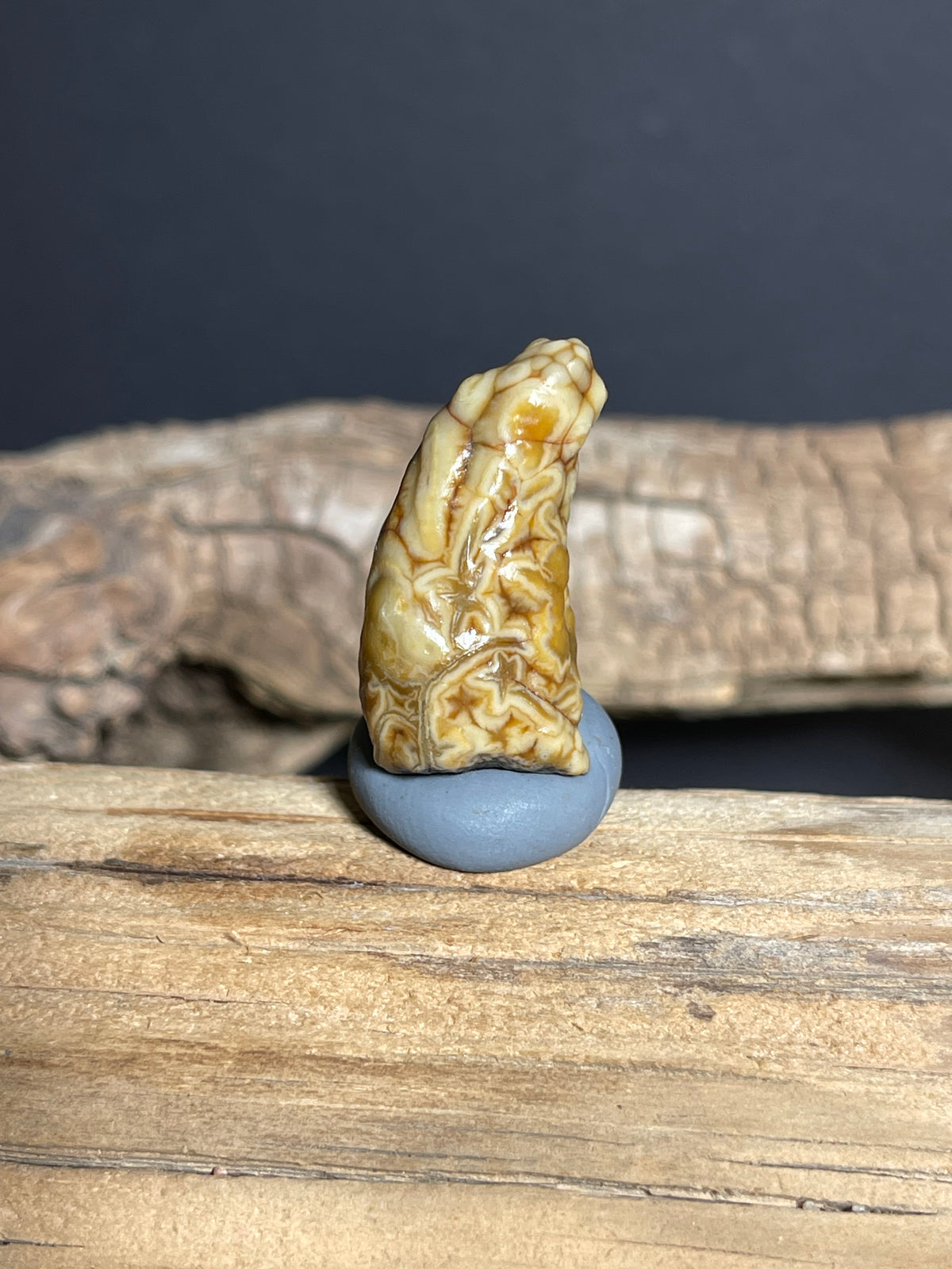 (1076)Natural Alxa Gobi Vein Agate - Tooth-Like Shape with Intricate Golden Patterns