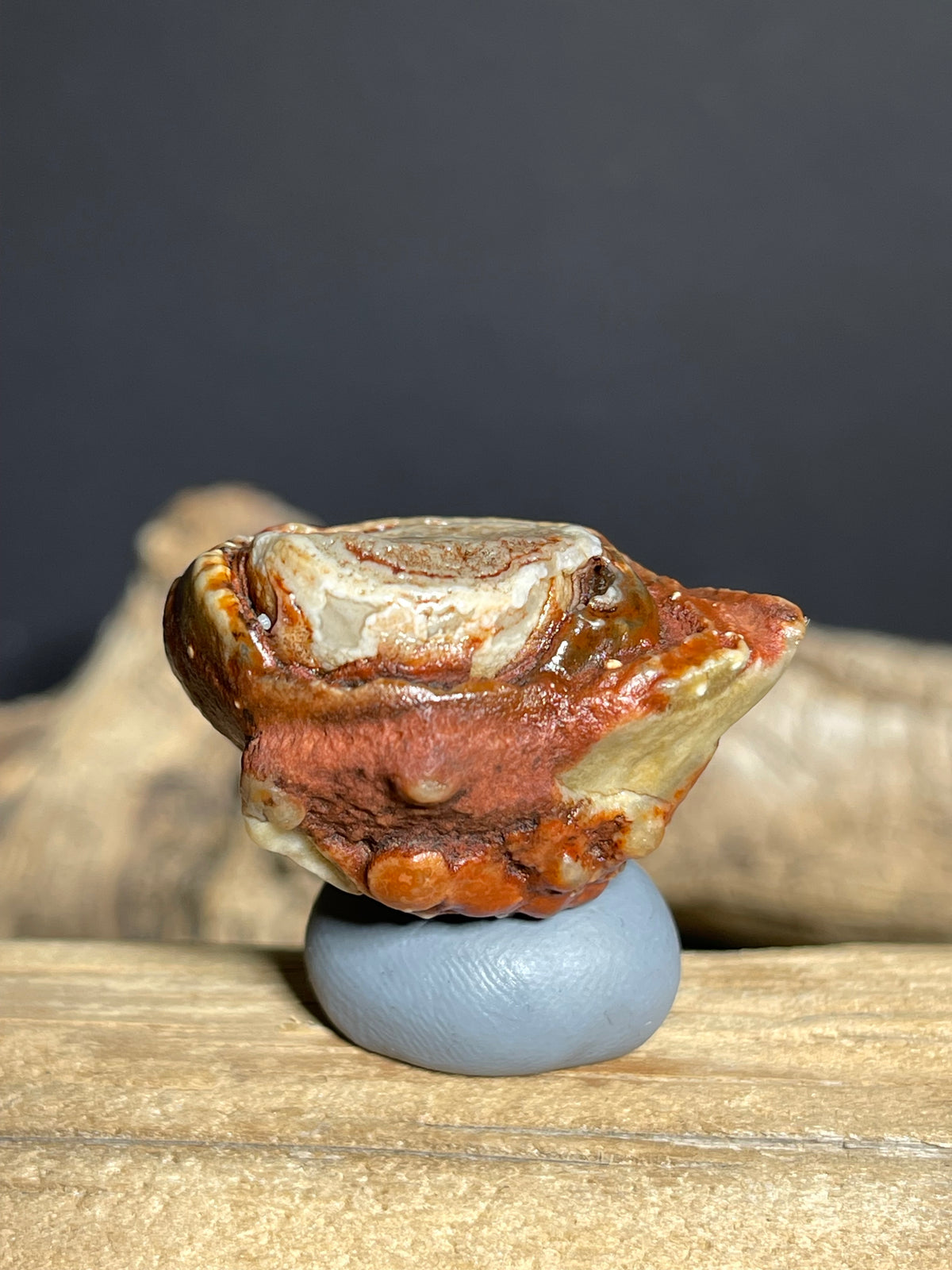 (1130) Natural Alxa Gobi Red Eye Agate- Large Concentric Eye Collector Specimen