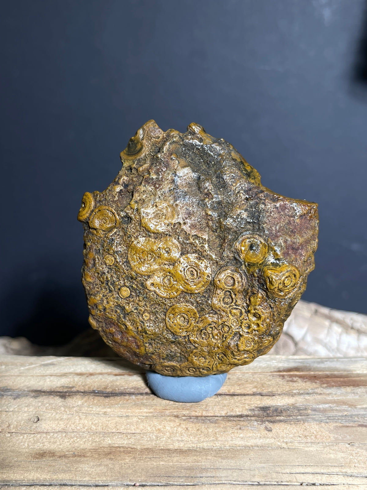 (1006)Natural Alxa Gobi Coin Eye Agate with Dense Concentric Patterns