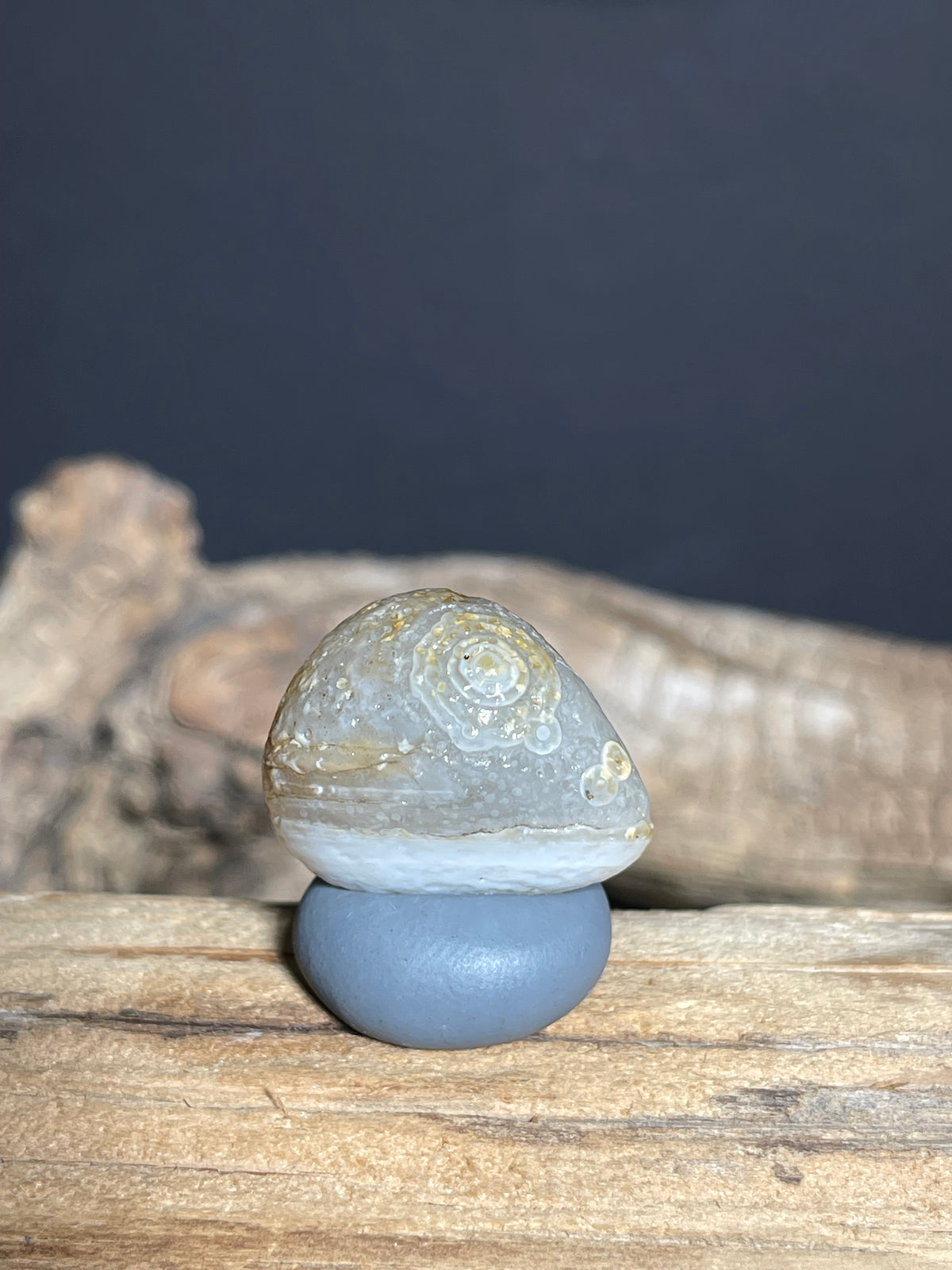 (1060)Natural Alxa Gobi Eye Agate - Fish-Shaped Mimetolith