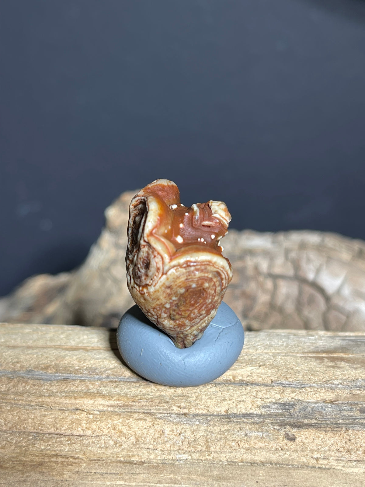 (1103)Alxa Gobi Desert Eye Agate - Natural Multi-Eye Orbicular Agate with Concentric Rosette