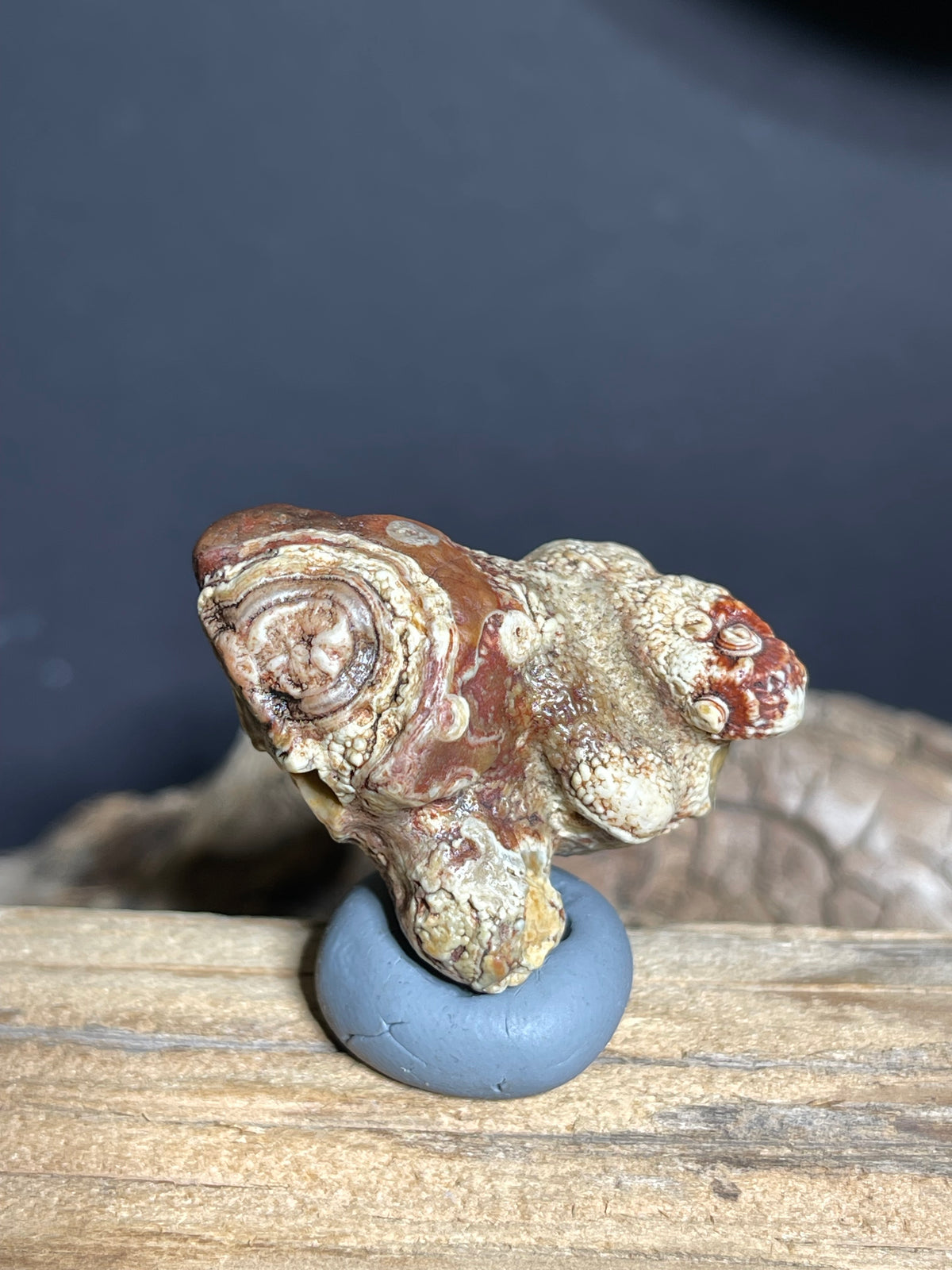(1102)Natural Alxa Gobi Eye Agate - Sculptural Mimetolith with Concentric Eye Formation