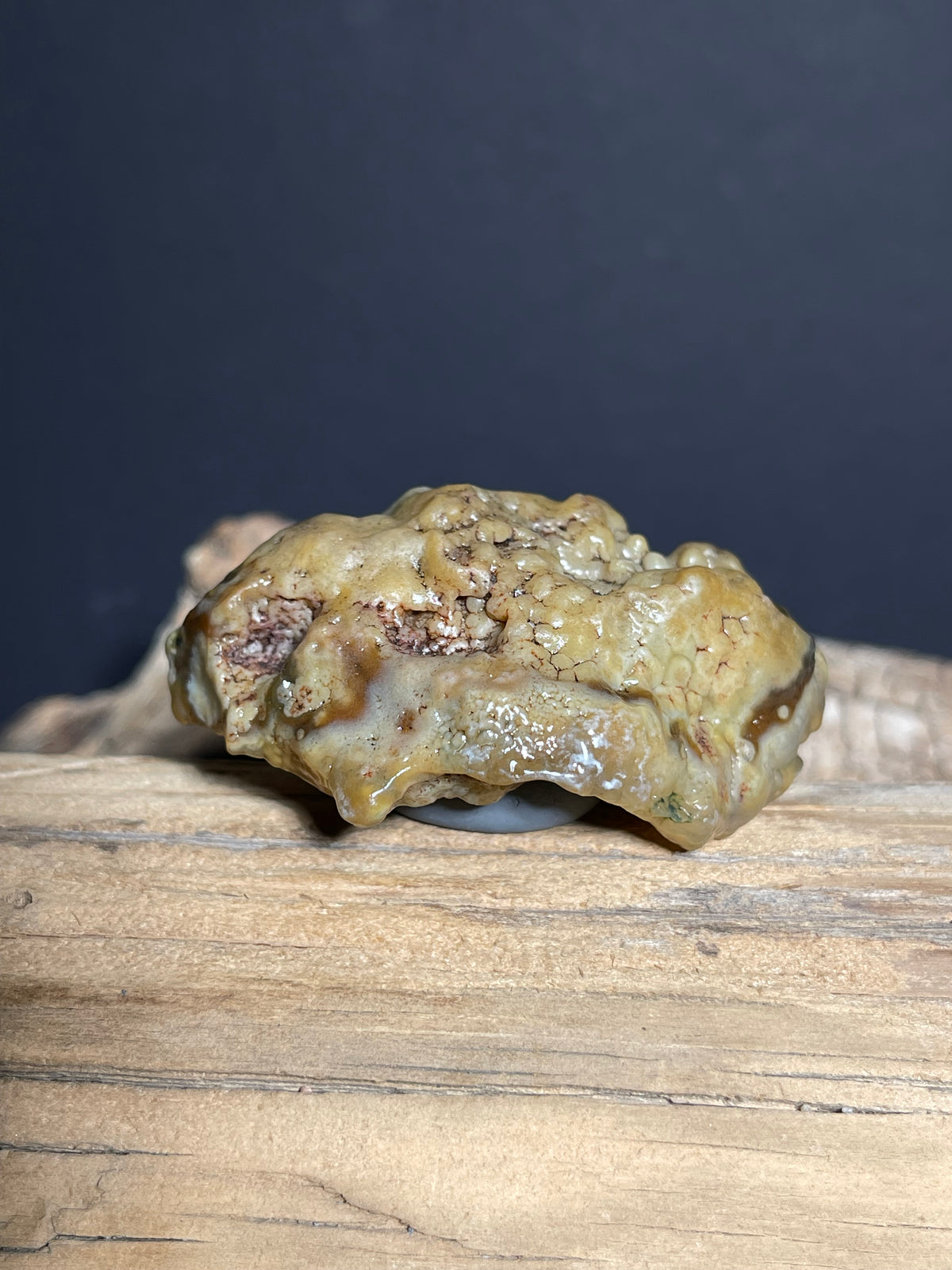 (1095)Natural Alxa Gobi Agate - Golden Botryoidal Desert Specimen