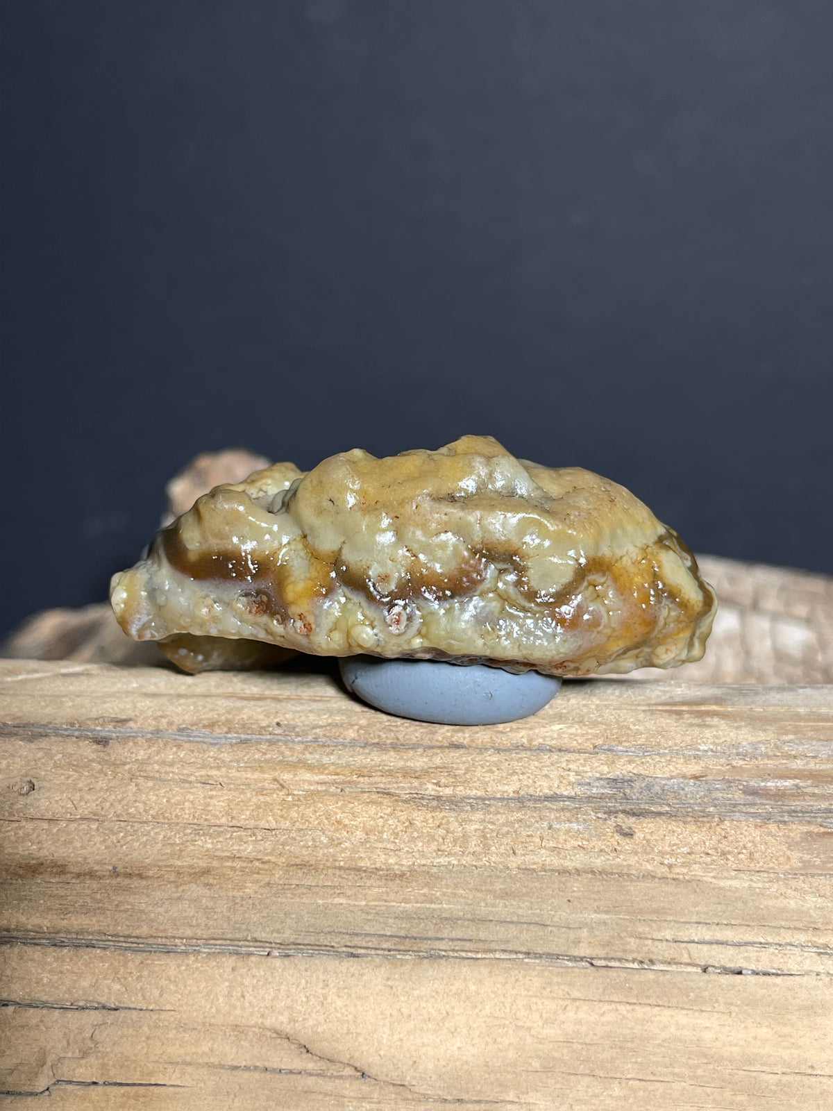 (1095)Natural Alxa Gobi Agate - Golden Botryoidal Desert Specimen