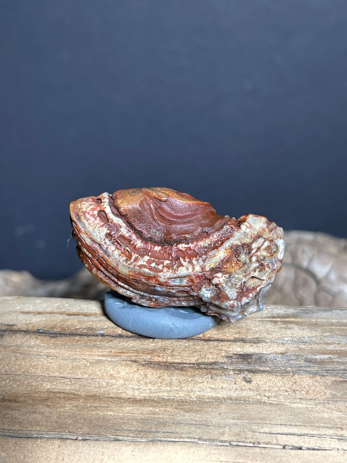 (1025)Natural Alxa Gobi Eye Agate - Raised Concentric Eye with Layered Bands