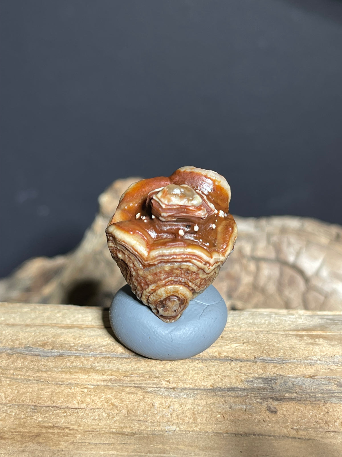 (1103)Alxa Gobi Desert Eye Agate - Natural Multi-Eye Orbicular Agate with Concentric Rosette