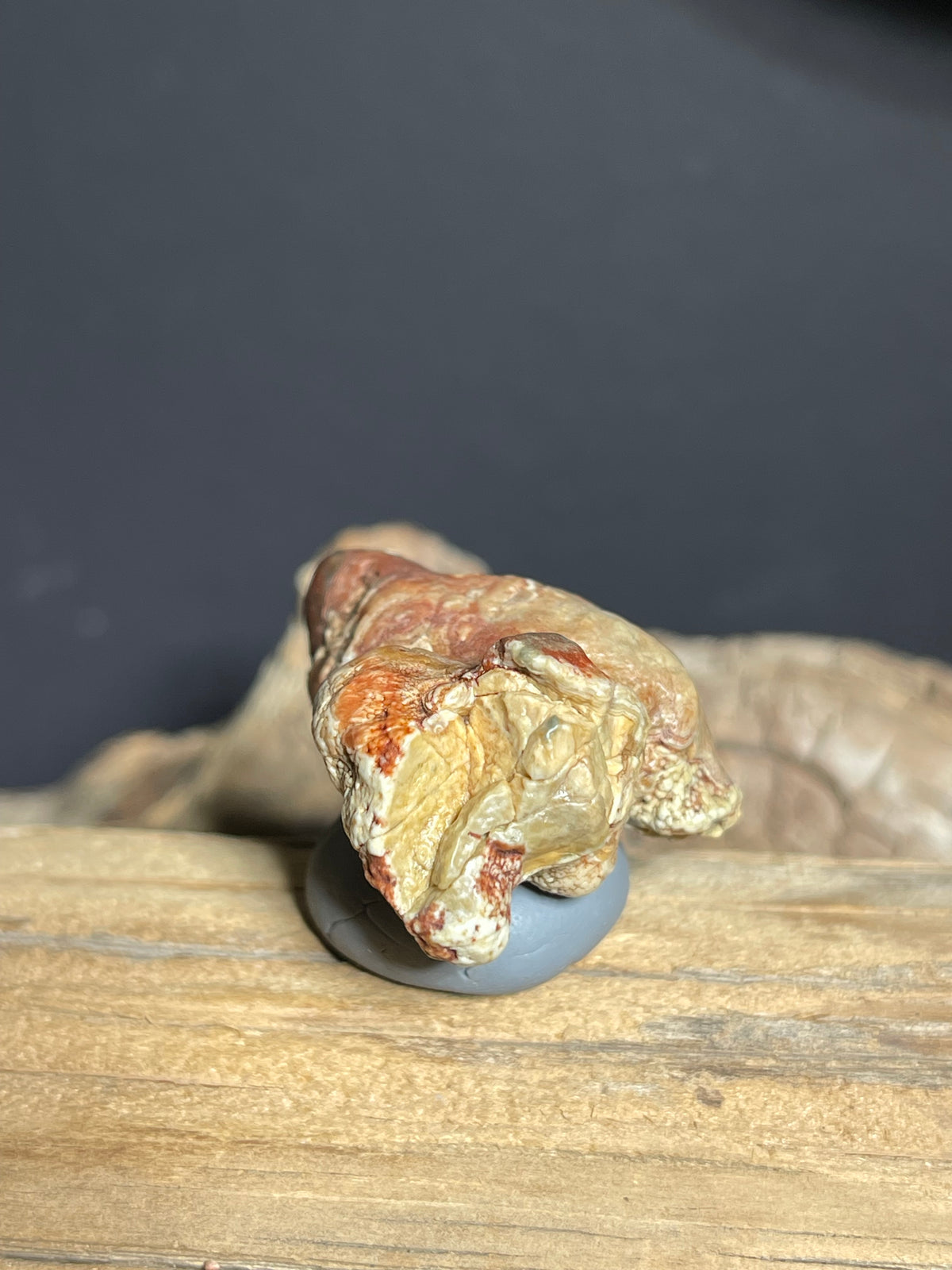 (1102)Natural Alxa Gobi Eye Agate - Sculptural Mimetolith with Concentric Eye Formation