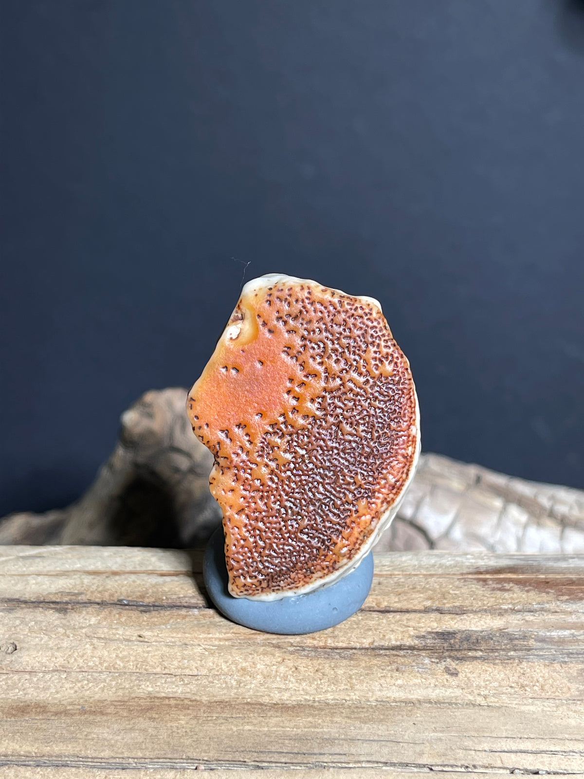 (1007)Alxa Gobi Agate with Black Dendritic Inclusions - Natural Desert Varnish Stone