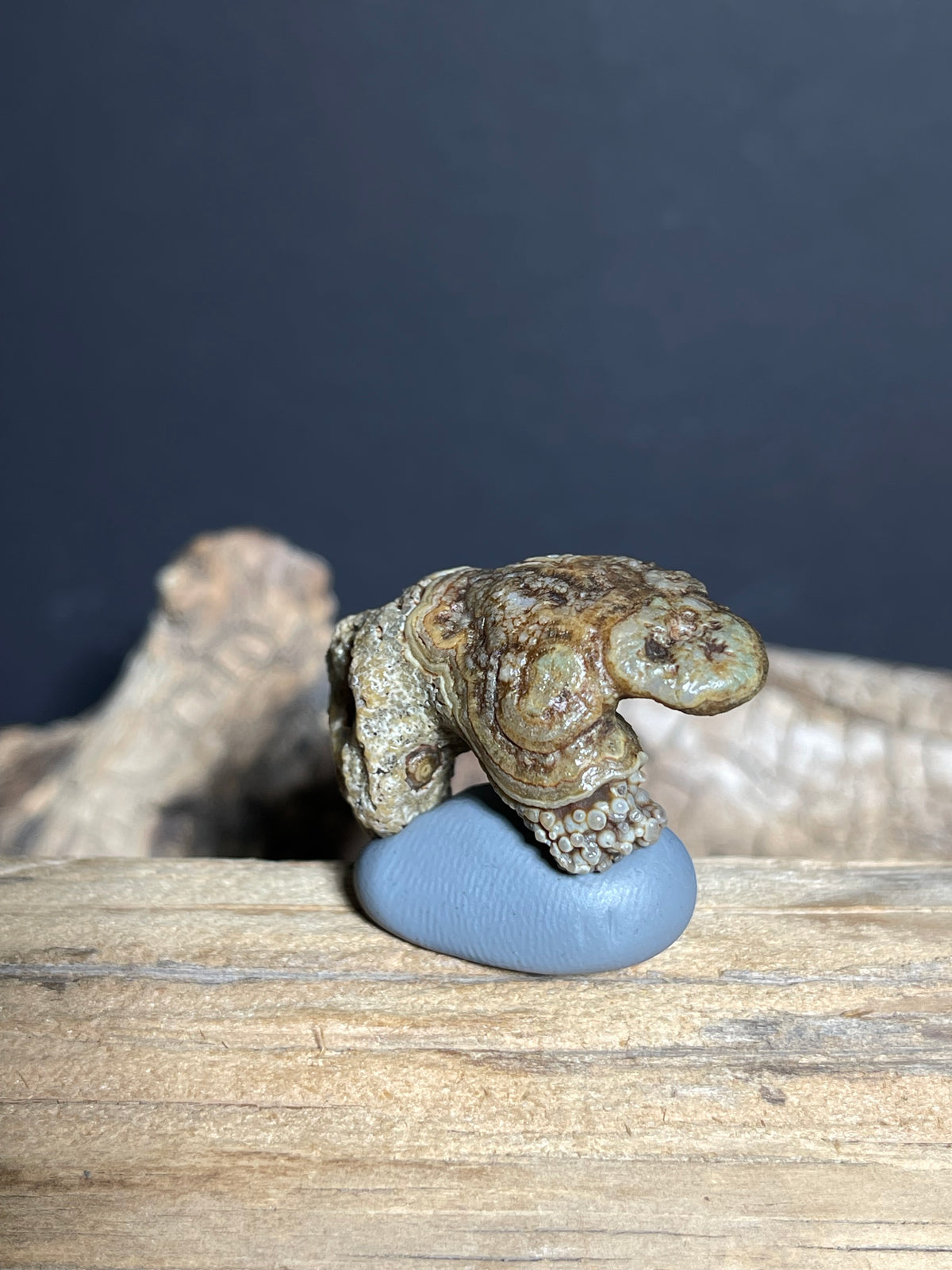 (1092)Natural Alxa Gobi Eye Agate - Animal-Like Mimetolith Specimen