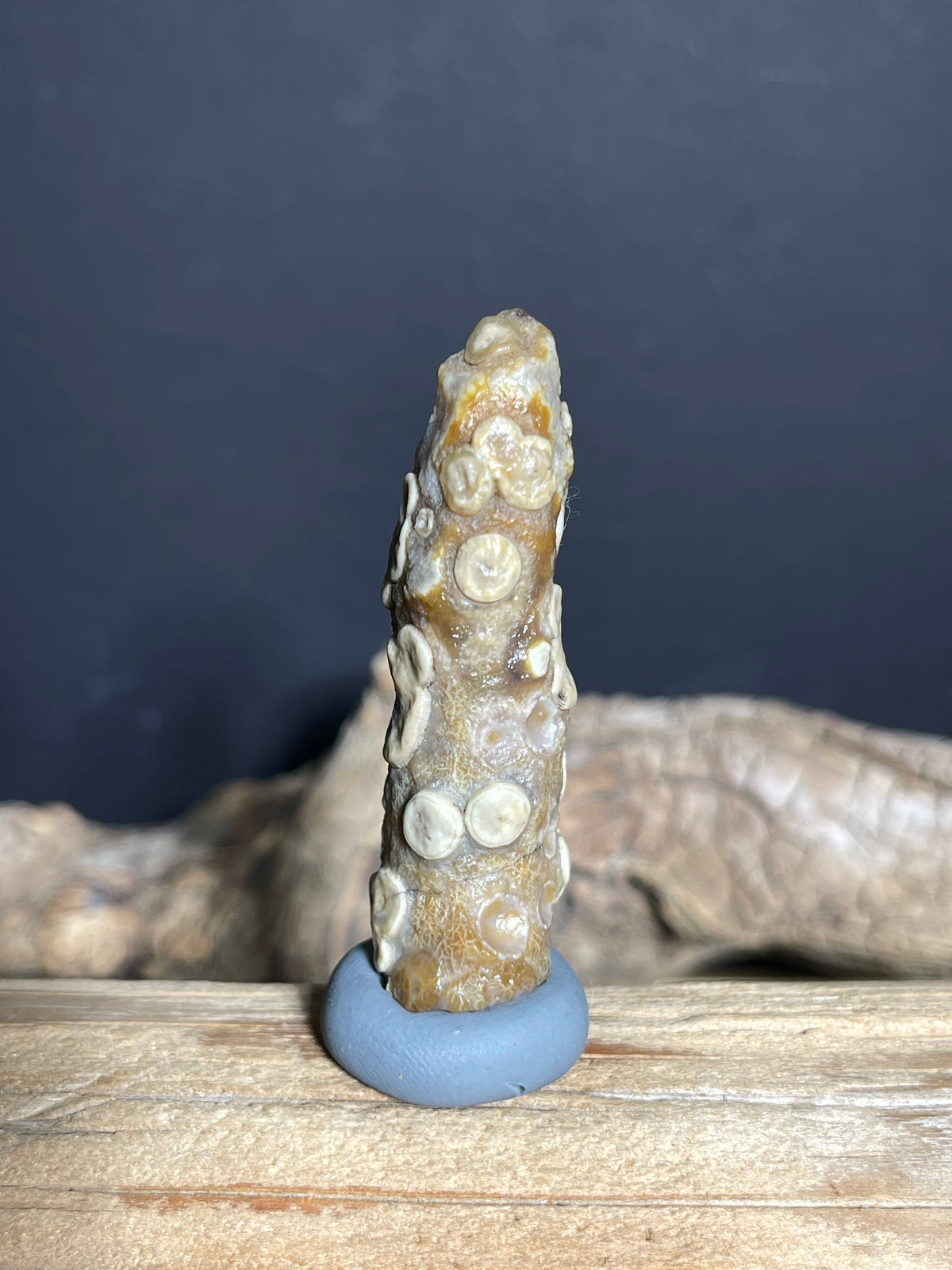 (1030)Natural Alxa Gobi Eye Agate - Elongate Stone with Raised Multi-Eye Patterns