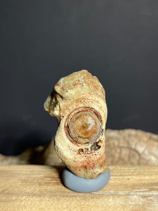 (1121)  Natural Alxa Gobi Eye Agate – Large Concentric Eye & Natural Cavity