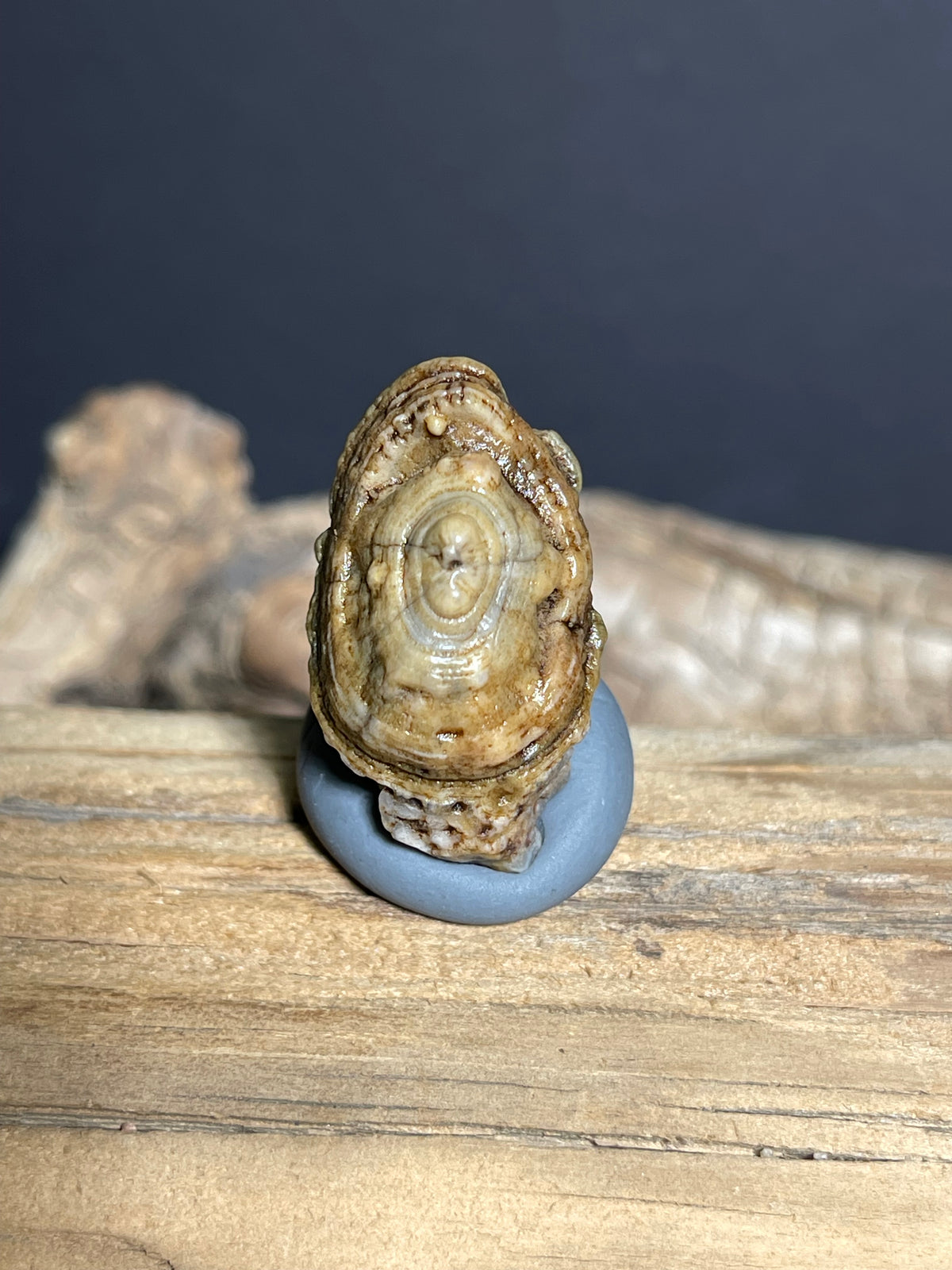 (1085)Natural Alxa Gobi Eye Agate - Large Oval Orbicular Eye