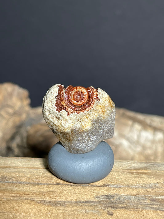 (1087)Natural Alxa Gobi Desert Eye Agate - Single Raised Red Eye