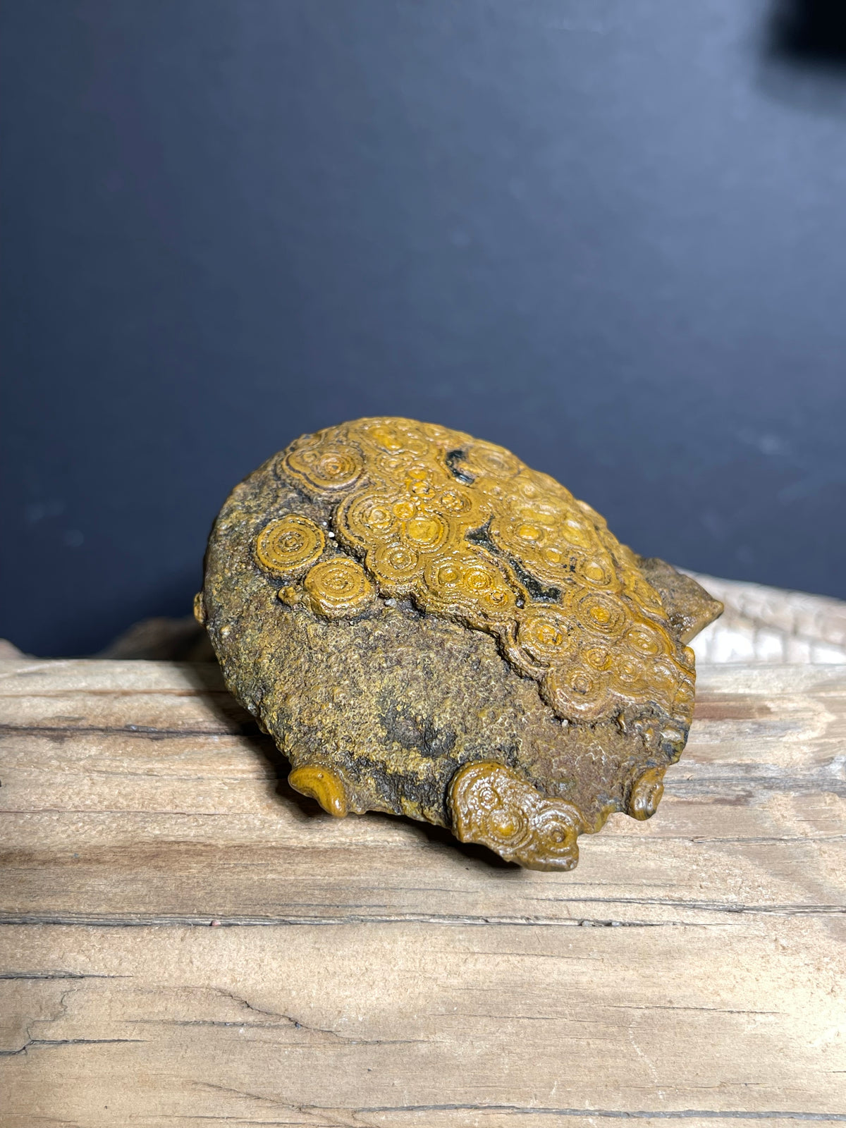 (1006)Natural Alxa Gobi Coin Eye Agate with Dense Concentric Patterns