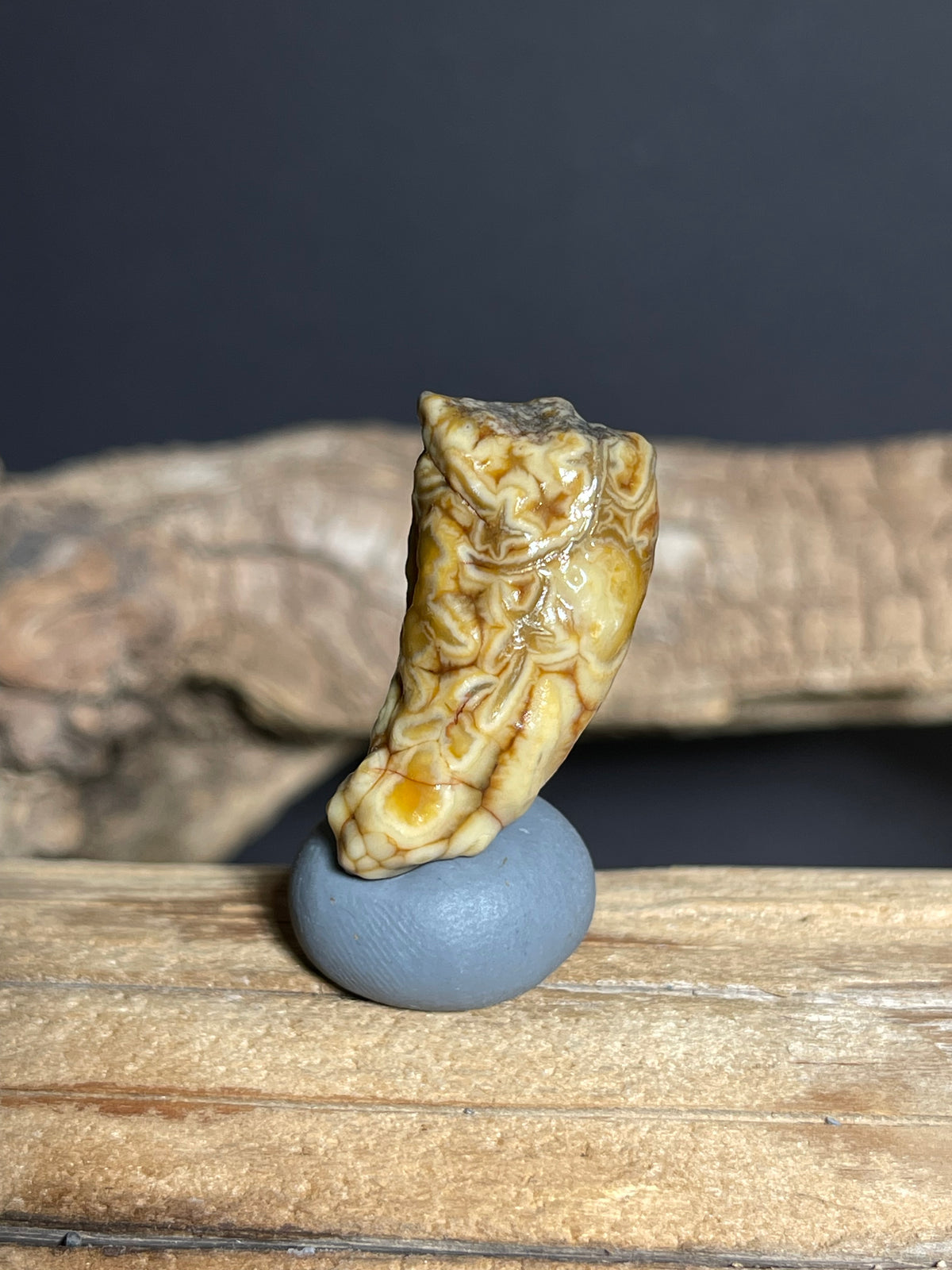 (1076)Natural Alxa Gobi Vein Agate - Tooth-Like Shape with Intricate Golden Patterns