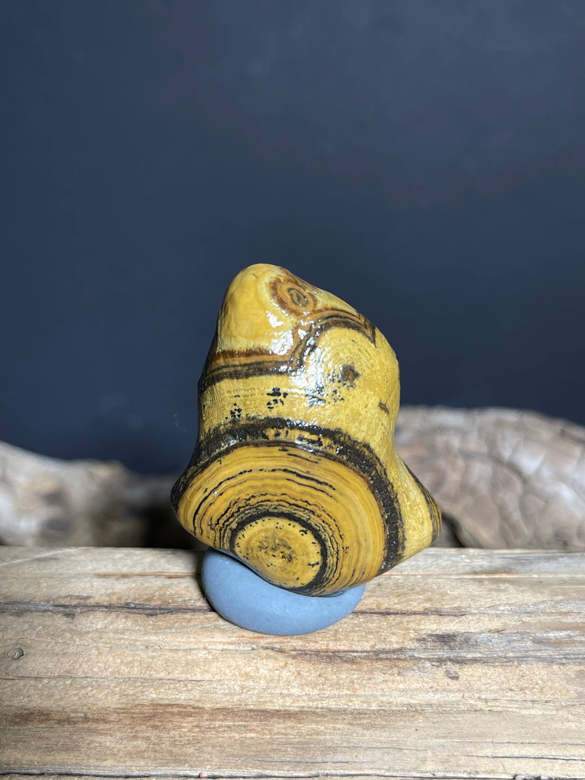 (1021)Natural Alxa  Gobi Coin Eye Agate - Golden Yellow with Bold Concentric Patterns