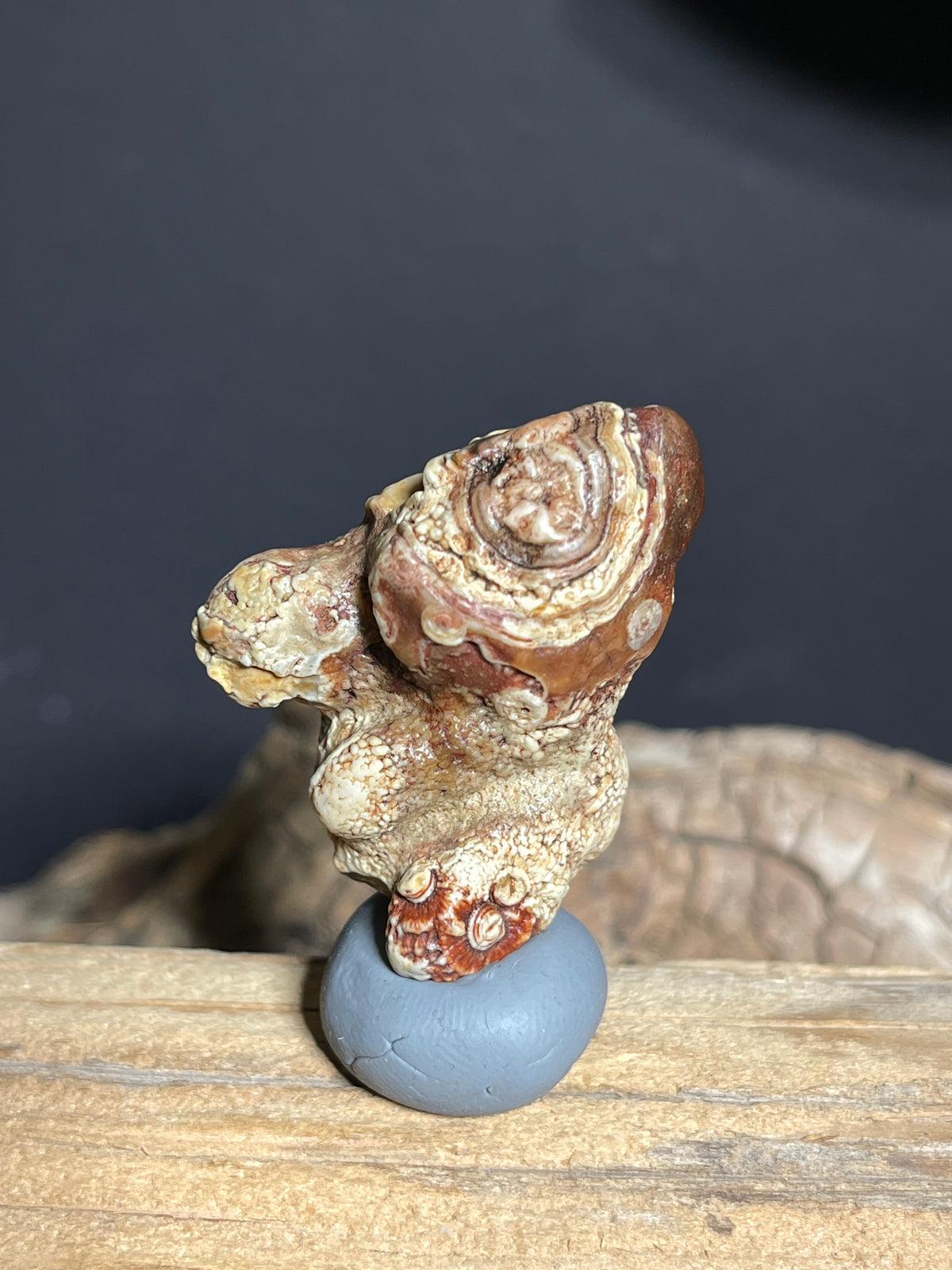 (1102)Natural Alxa Gobi Eye Agate - Sculptural Mimetolith with Concentric Eye Formation