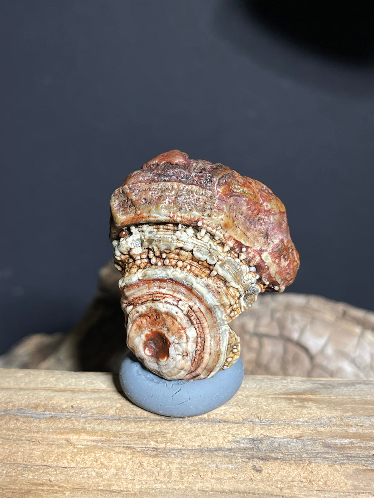 (1101)Natural Alxa Gobi Eye Agate - Sculptural Concentric Eye & Botryoidal Texture