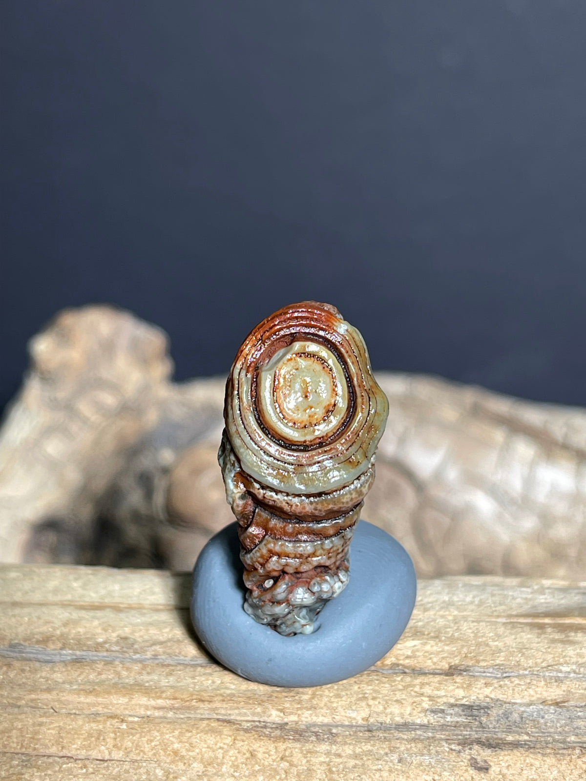 (1083)Natural Alxa Gobi Eye Agate - Large Raised Orbicular Eye with Botryoidal Texture