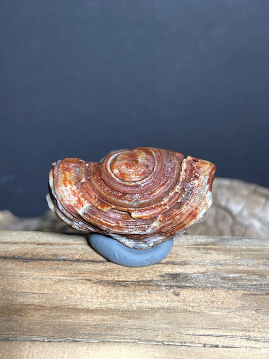 (1025)Natural Alxa Gobi Eye Agate - Raised Concentric Eye with Layered Bands