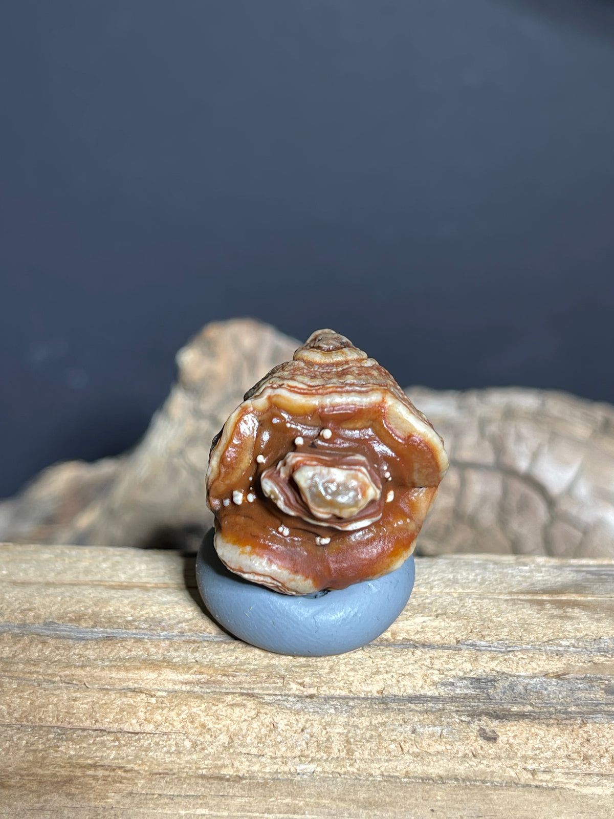 (1103)Alxa Gobi Desert Eye Agate - Natural Multi-Eye Orbicular Agate with Concentric Rosette