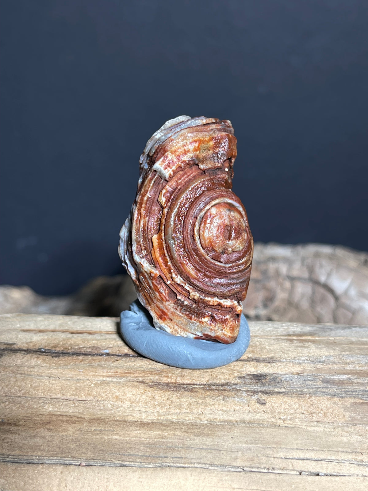 (1025)Natural Alxa Gobi Eye Agate - Raised Concentric Eye with Layered Bands