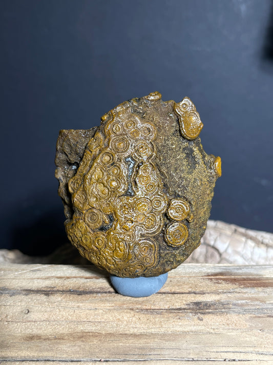 (1006)Natural Alxa Gobi Coin Eye Agate with Dense Concentric Patterns