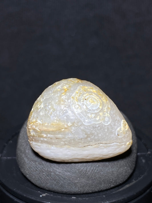 (1060)Alxa Desert Gobi Agate, fat fish-like rough nature stone,Natural Color Raw Stone from Inner Mongolia.