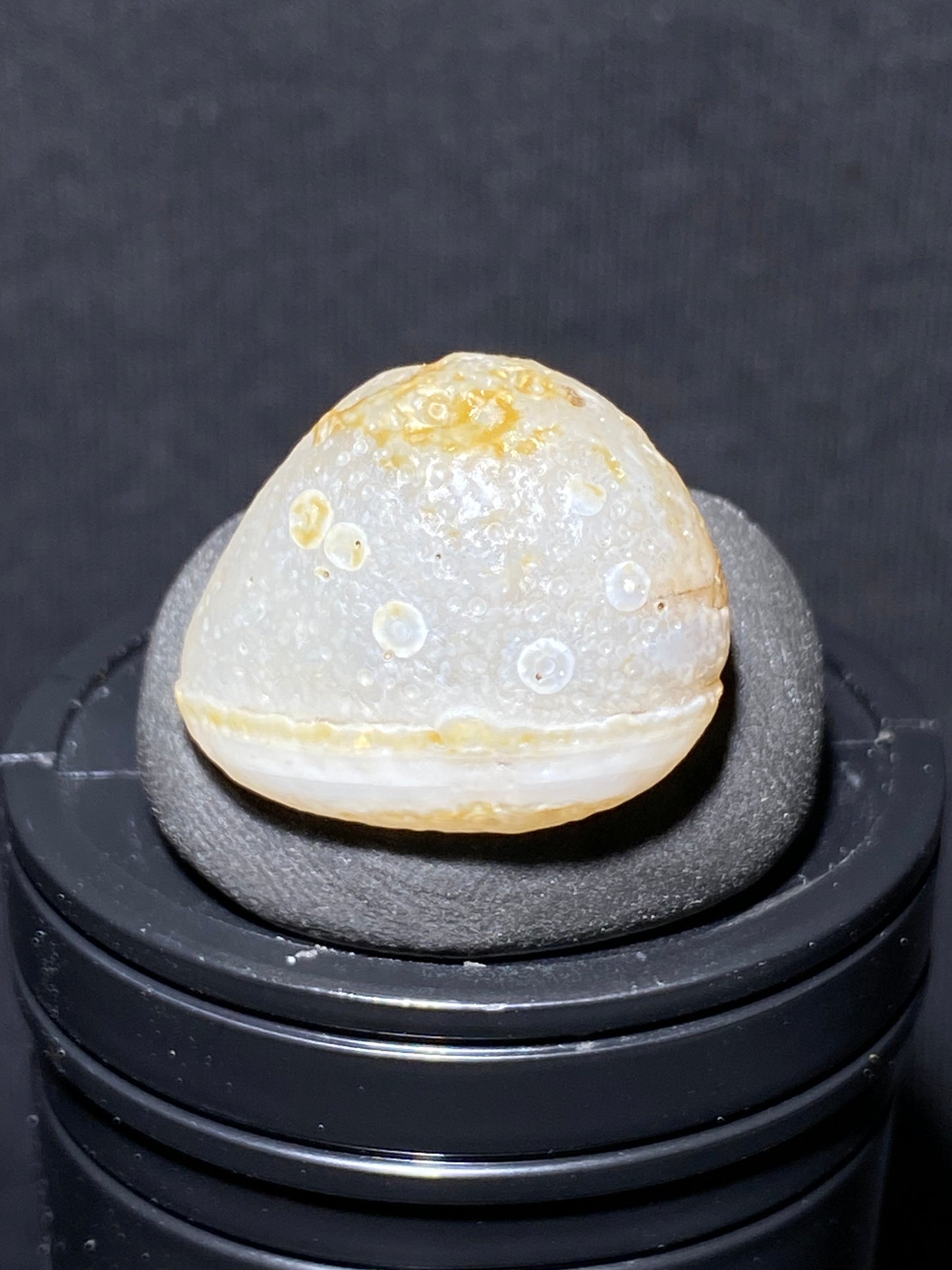 (1060)Alxa Desert Gobi Agate, fat fish-like rough nature stone,Natural Color Raw Stone from Inner Mongolia.