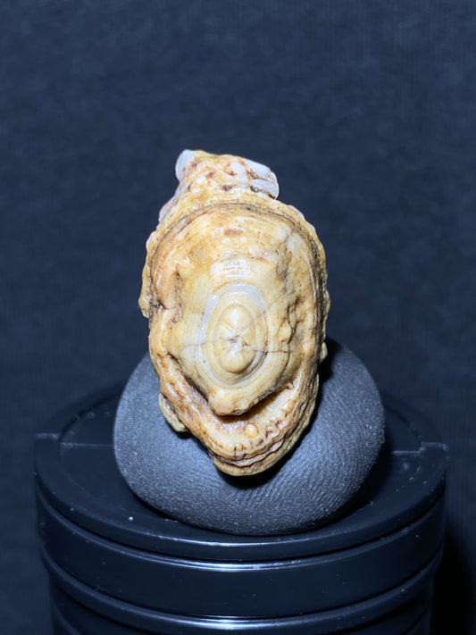 (1085)Alxa Gobi Desert eye Agate, rough nature stone,Natural Color Raw Stone from Inner Mongolia.