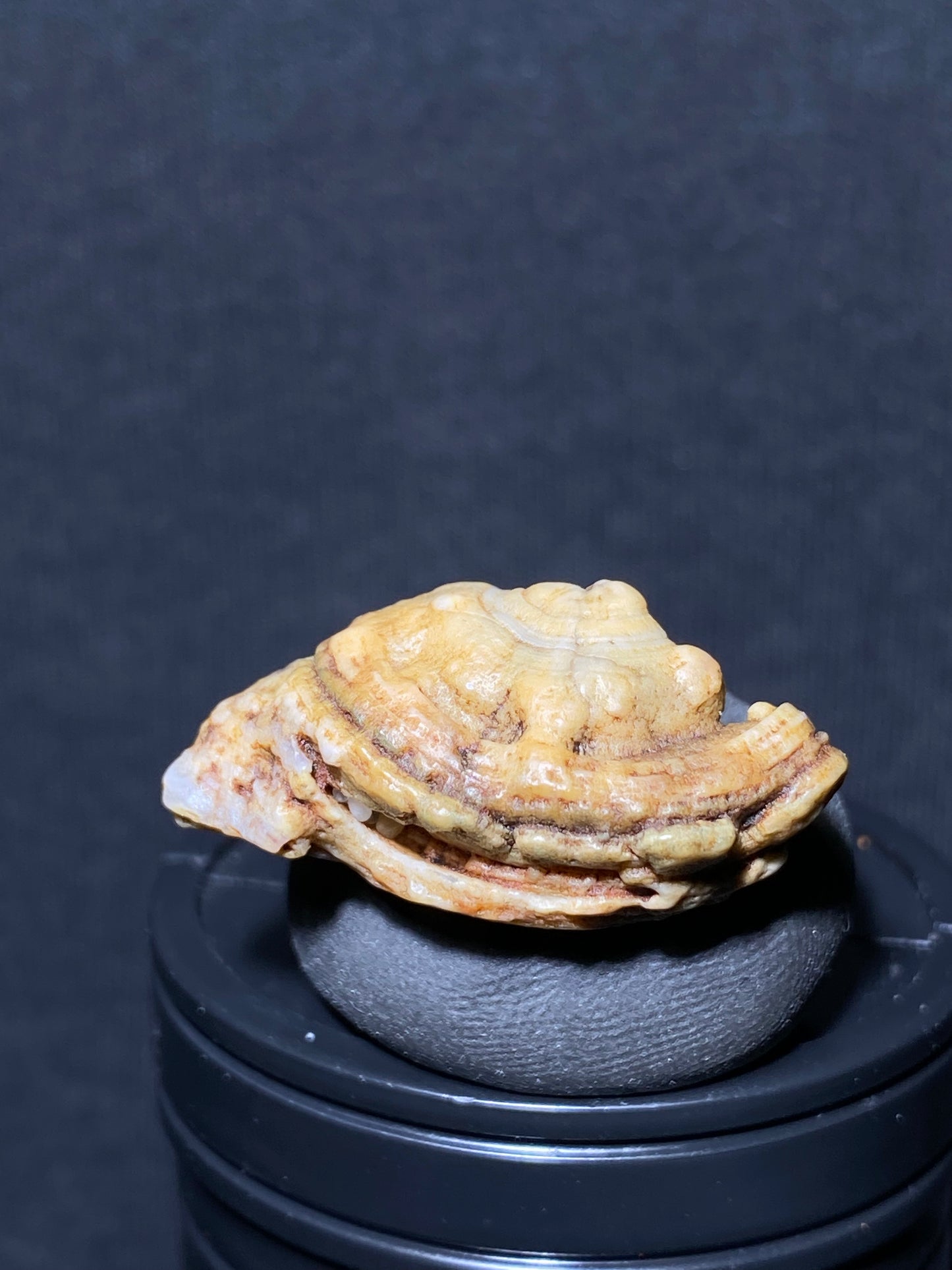 (1085)Alxa Gobi Desert eye Agate, rough nature stone,Natural Color Raw Stone from Inner Mongolia.