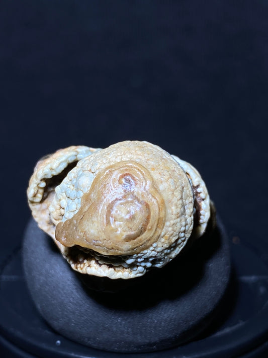 (1091)Alxa Gobi Desert eye Agate, rough nature stone,Natural Color Raw Stone from Inner Mongolia.