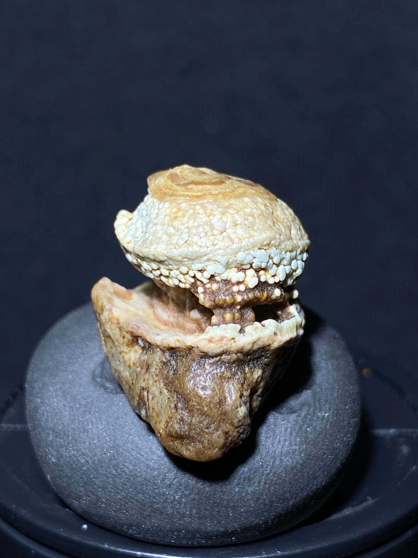 (1091)Alxa Gobi Desert eye Agate, rough nature stone,Natural Color Raw Stone from Inner Mongolia.