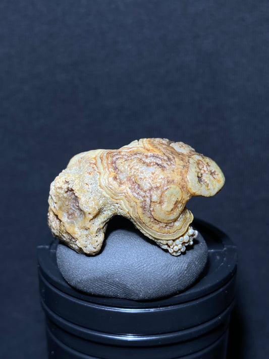 (1092)Alxa Gobi Desert eye Agate, Animal-like rough nature stone,Natural Color Raw Stone from Inner Mongolia.