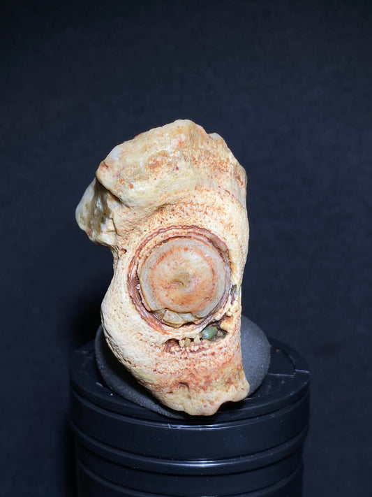 (1121) Gobi Desert Eye Agate – Rare Natural Banded Mongolian Stone with Concentric Formation, Collector’s Rough Agate for Display & Curation