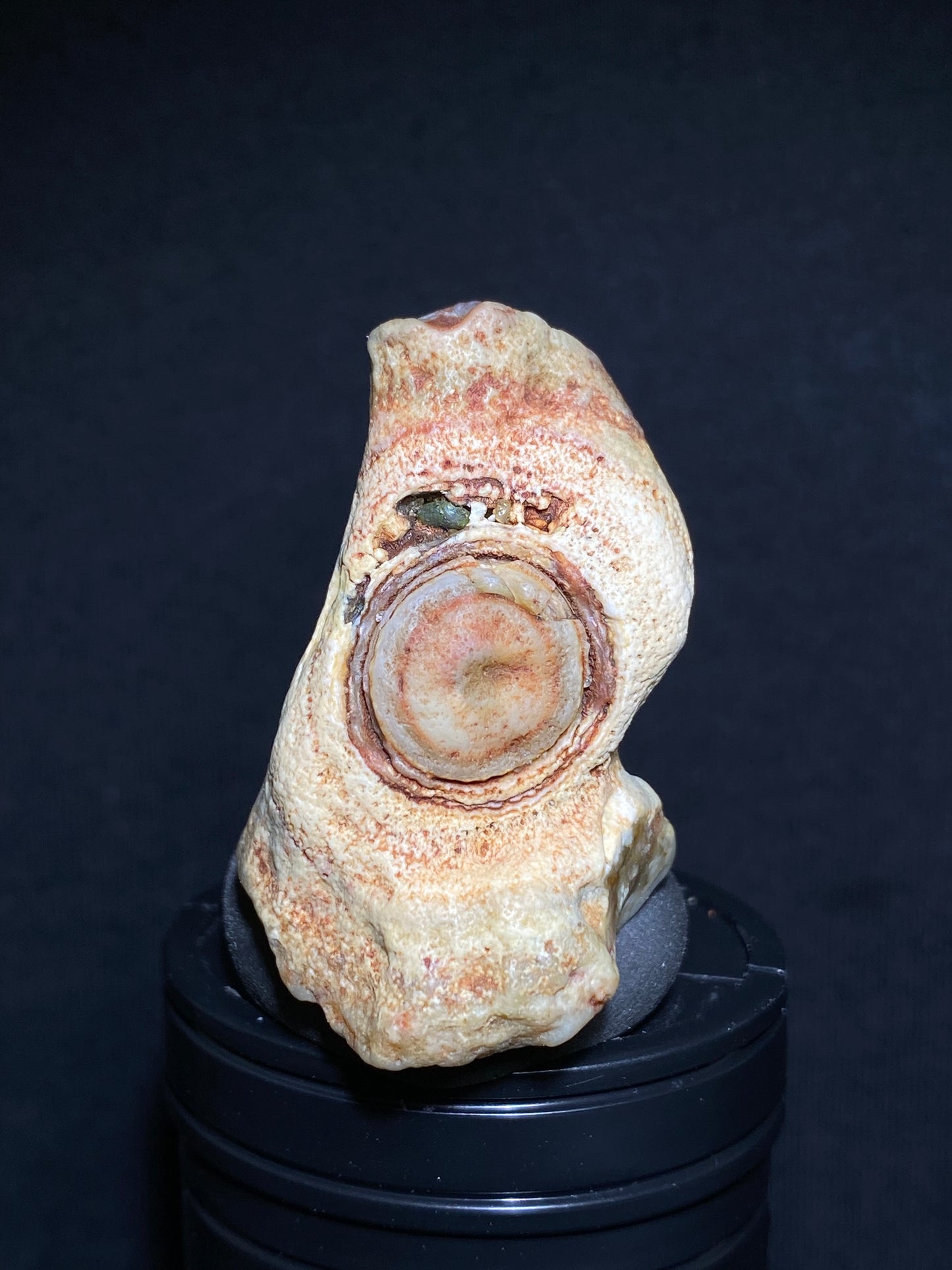 (1121) Gobi Desert Eye Agate – Rare Natural Banded Mongolian Stone with Concentric Formation, Collector’s Rough Agate for Display & Curation